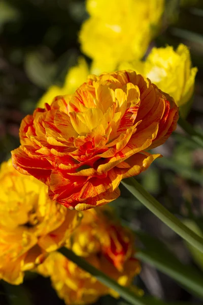 Beautiful Blossoming Orange Tulips Garden — Stock Photo, Image