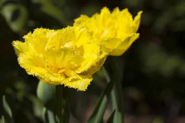 Vackra Blommande Gula Tulpaner Trädgården — Stockfoto