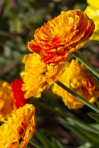 Vackra Blommande Orangea Tulpaner Trädgården — Stockfoto