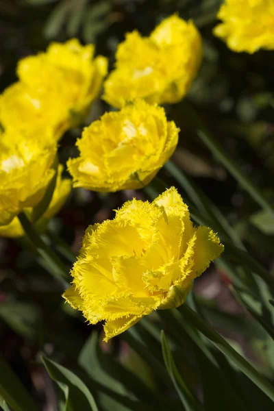 Yellow Tulips Garden — Stock Photo, Image