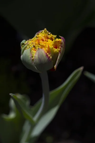 Schön Blühende Gelbe Tulpen Garten — Stockfoto