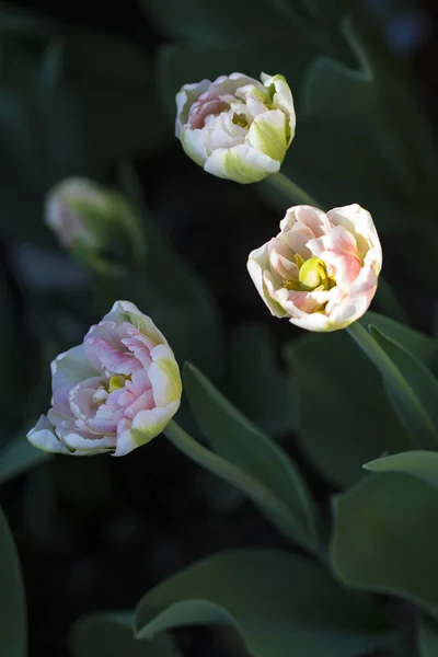 Pięknych Kwitnących Tulipany Ogrodzie — Zdjęcie stockowe