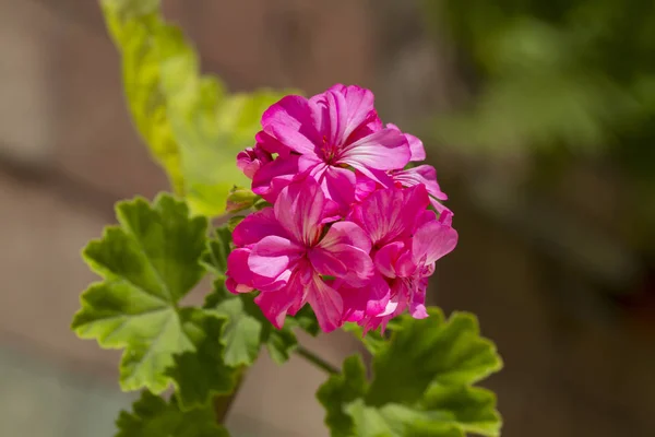Blommande Rosa Pelargoner Blomma — Stockfoto