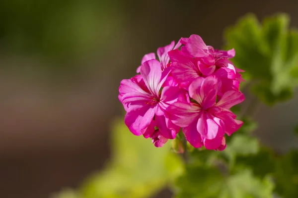 Różowe Geranium Rano — Zdjęcie stockowe