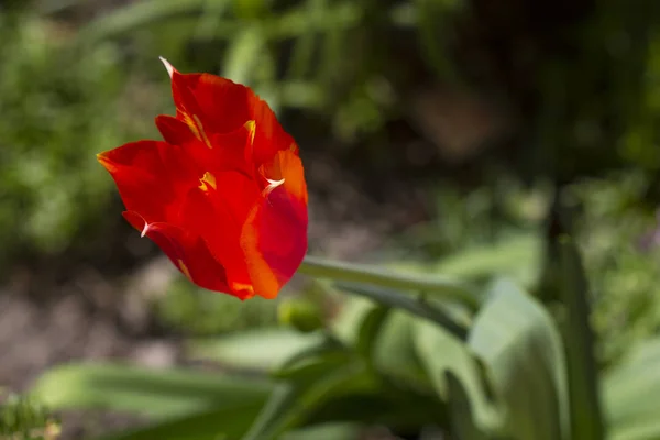 Beautiful Blossoming Red Tulip — Stock Photo, Image