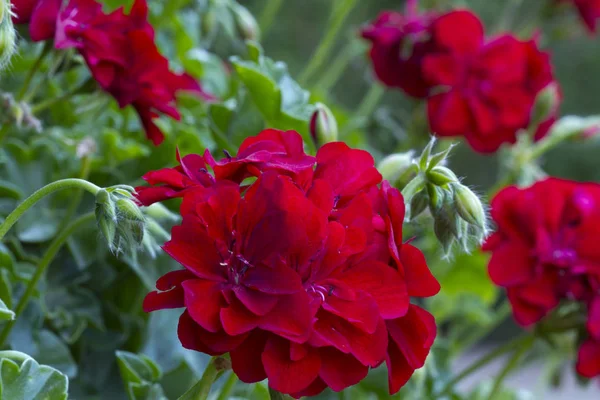 Blossoming Red Geraniums Flowers — Stock Photo, Image