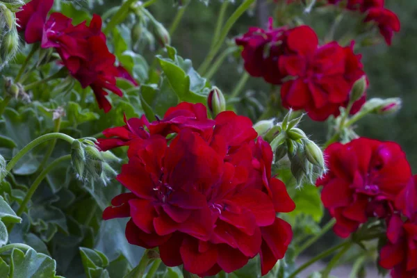 Fleurs Roses Florissantes Géranium — Photo