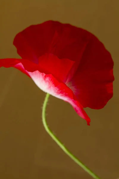 Bela Flor Papoula Brilhante — Fotografia de Stock