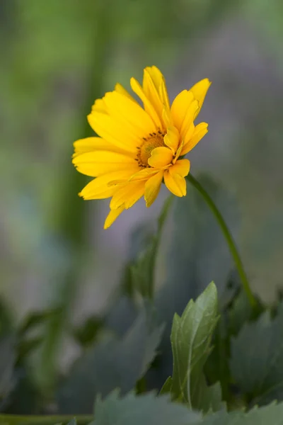 Camomilas Amarillas Jardín — Foto de Stock