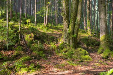 Karpatlar dağlar, Ukrayna