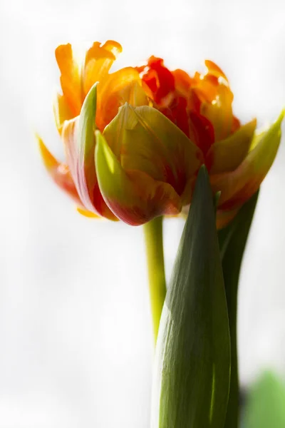 Blossoming Orange Tulip Spring Time — Stock Photo, Image