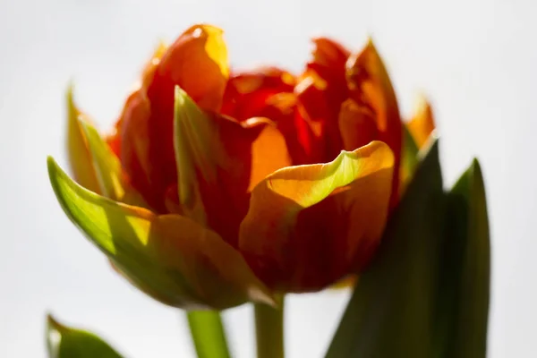 Beautidul Tulipan Orange Princess — Zdjęcie stockowe