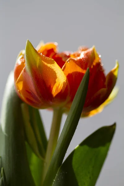 Blossoming Orange Tulip Spring Time — Stock Photo, Image