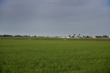 Ebro Delta Tabiat Parkı, İspanya
