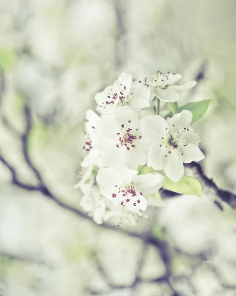 Blossoming Branch Spring Time — Stock Photo, Image