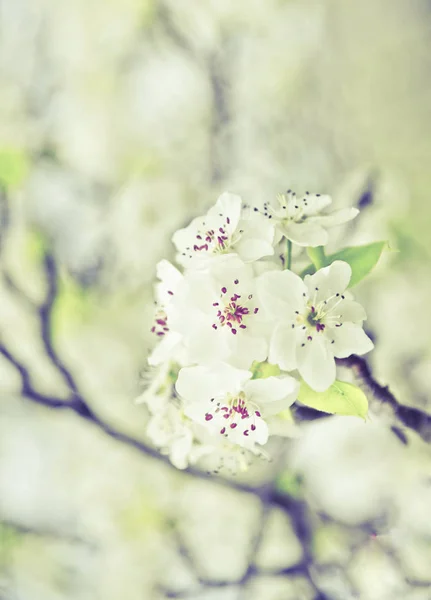 Flowering Branch Apple — Stock Photo, Image