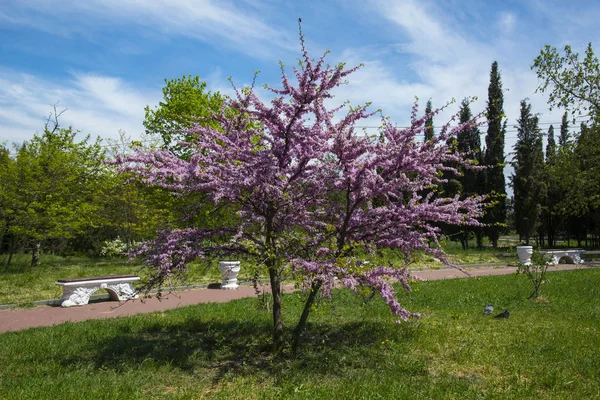 Güneşli bahar günü parkta, Sevastopol — Stok fotoğraf