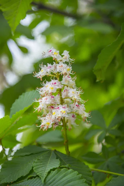 Flor de castaño de primavera —  Fotos de Stock