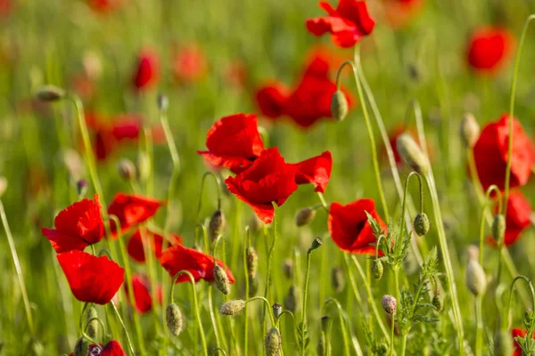 Schönes Feld von roten Mohnblumen — Stockfoto