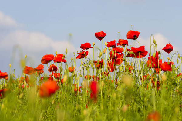 Field with red poppies