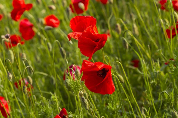 Veld van rode papaver — Stockfoto