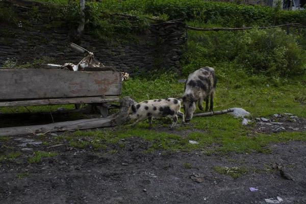 Porcos na estrada. Svaneti, Geórgia — Fotografia de Stock