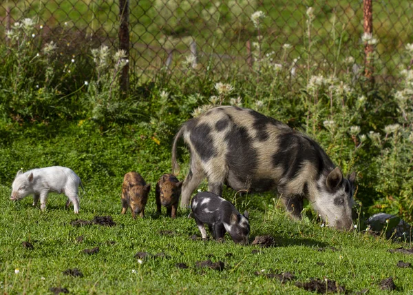 Свиньи и поросята пасутся на улице. Сванети, Грузия — стоковое фото