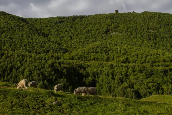 Biologische varkens in de Kaukasus — Stockfoto