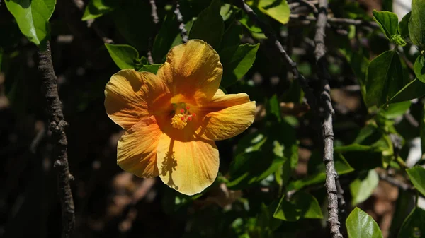 Amarillo soleado, melocotón flores naranjas de Hibiscus — Foto de Stock