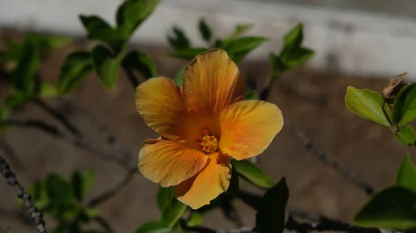 Sonnige gelbe Blüten des Hibiskus — Stockfoto