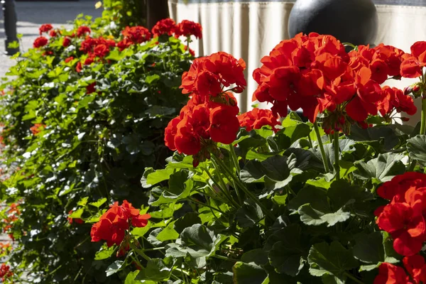 Géraniums rouges en fleurs — Photo