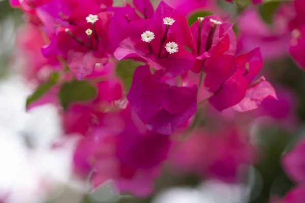부겐빌레아 꽃 덤 불 — 스톡 사진