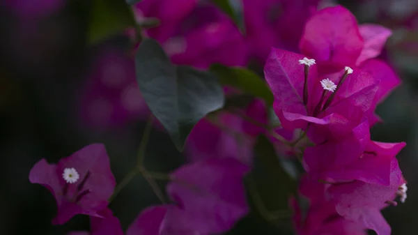 부겐빌레아 꽃 덤 불 — 스톡 사진