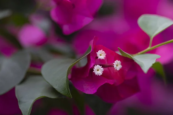 Bougainvillea-Blütenstrauch — Stockfoto