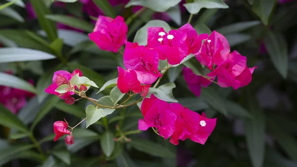 Bougainvillea blomma bush — Stockfoto