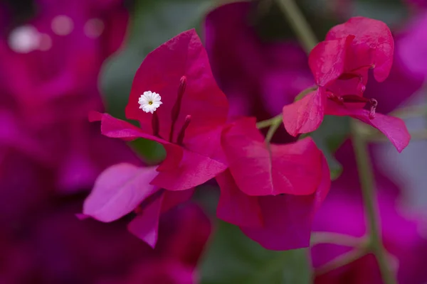 Bougainvillea-Blütenstrauch — Stockfoto