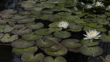 Sudaki beyaz su zambağı