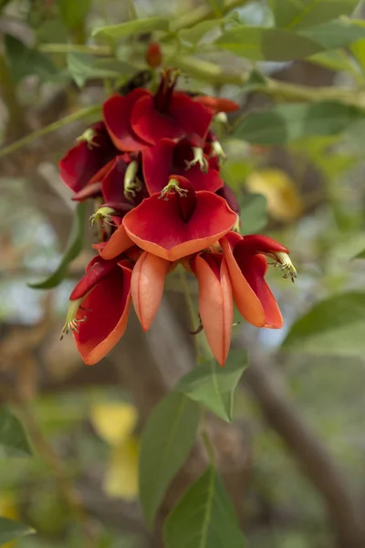 Erythrina Christa Galli parkta — Stok fotoğraf