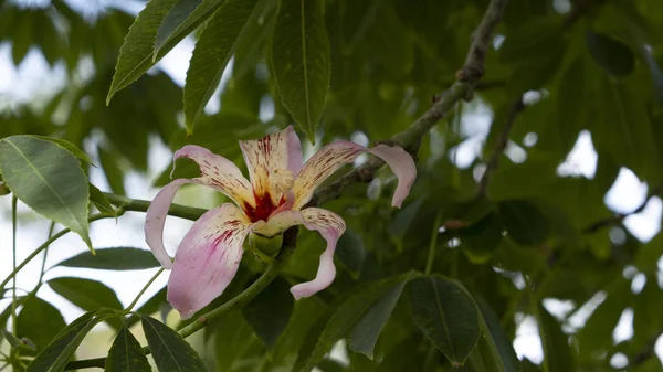 Květ hedvábné nitě strom — Stock fotografie