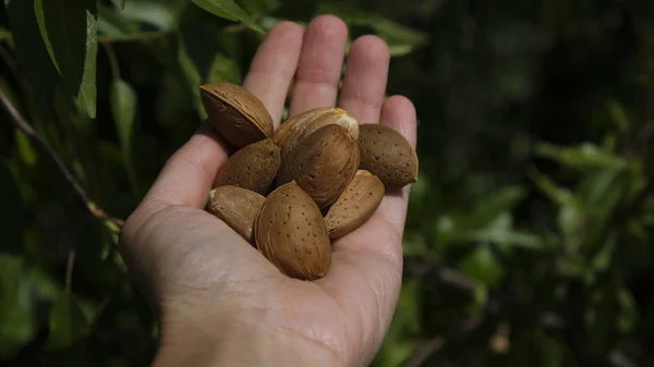 Woman holding almond nuts in hand — Stock Photo, Image