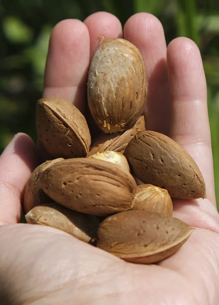 Mujer sosteniendo nueces de almendra en mano —  Fotos de Stock