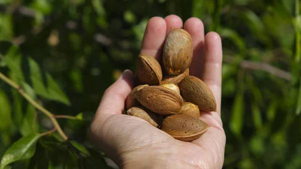 Woman holding almond nuts in hand — Stock Photo, Image
