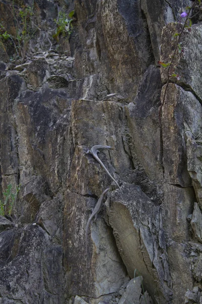 Lagartijas en las rocas en un caluroso día de verano — Foto de Stock