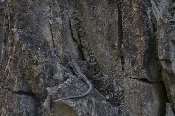 Jaszczurka na skałach w upalny letni dzień — Zdjęcie stockowe