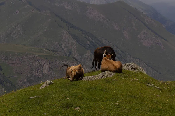 Berglandschap, Kaukasus, Georgië — Stockfoto