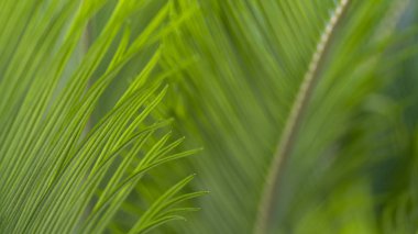 Yeşil palmiye yaprakları
