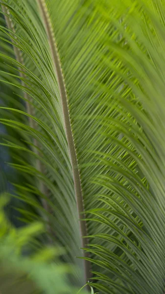 Folhas verdes de palma — Fotografia de Stock