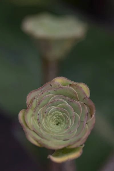 Succulente in giardino — Foto Stock