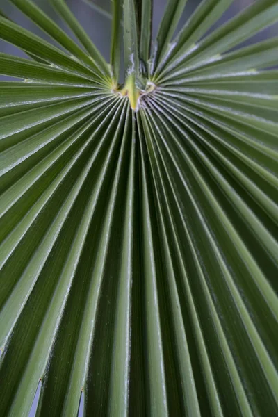 Gröna palmblad — Stockfoto