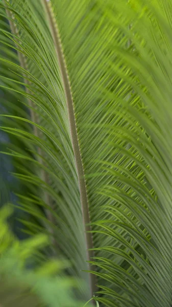 Green palm leaves — Stock Photo, Image
